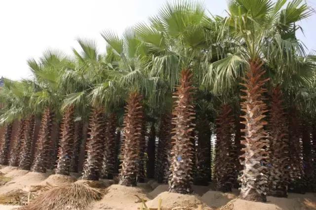 畅游海南,深度探索热带风情攻略指南